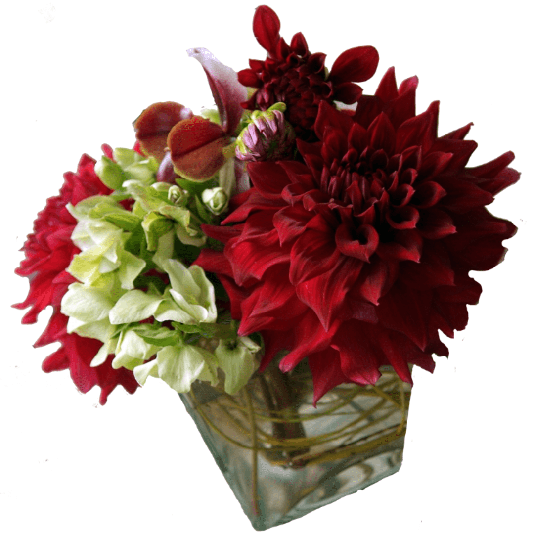 Dinner Plate Dahlias - Mondu Floral Design