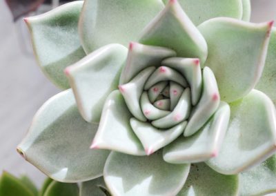 Florist Near You Located in Toronto’s Corktown near the Financial District