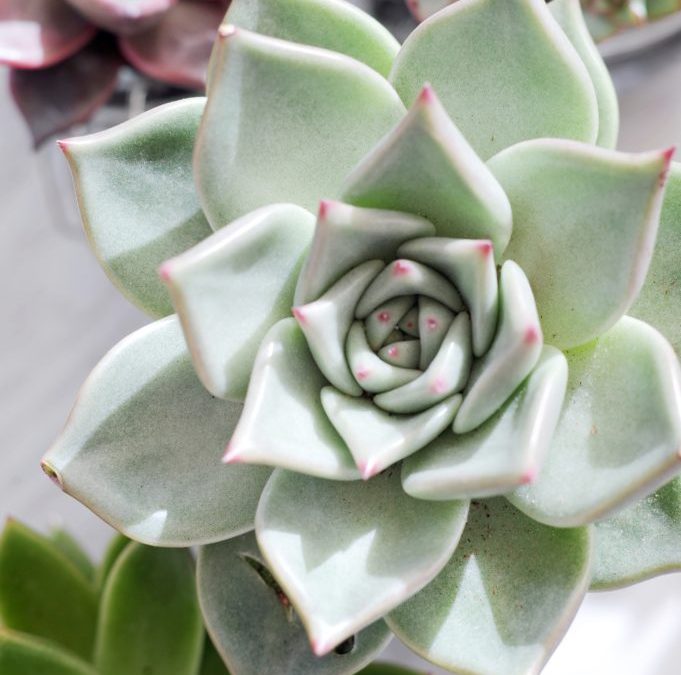 Florist Near You Located in Toronto’s Corktown near the Financial District