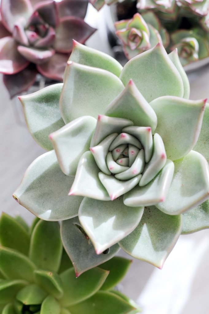 Florist Near You Located in Torontoâ€™s Corktown near the Financial District