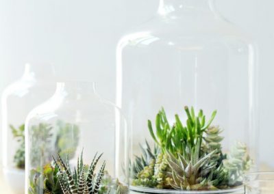 3 Succulents You Can Use to Create a Terrarium