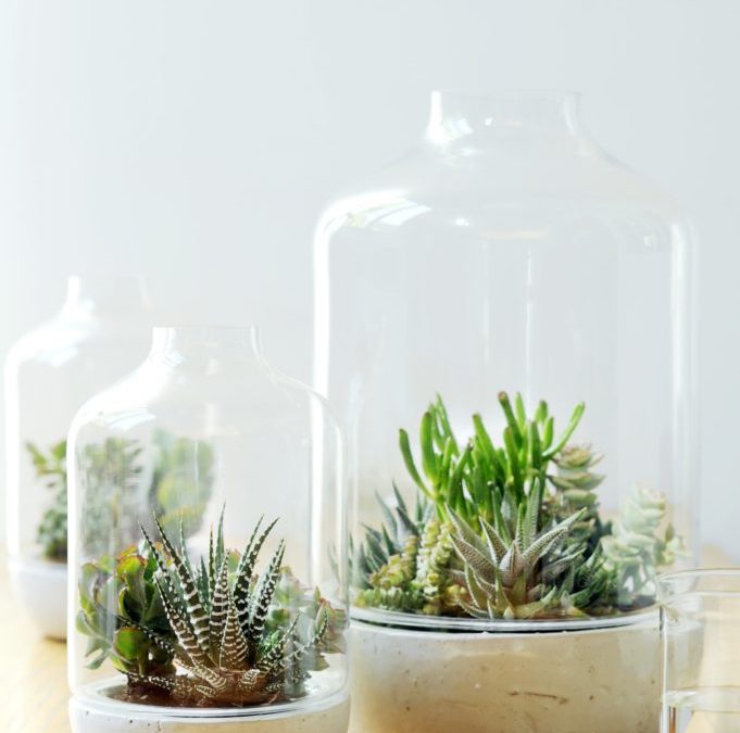 3 Succulents You Can Use to Create a Terrarium