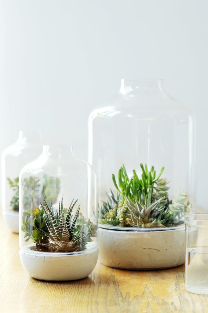 3 Succulents You Can Use to Create a Terrarium
