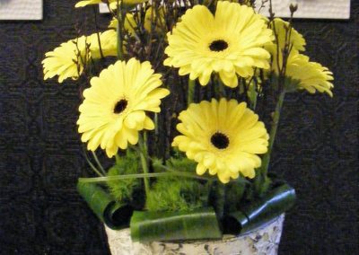 The Gerbera Daisy flower