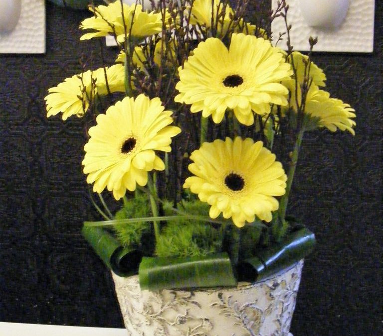 The Gerbera Daisy flower