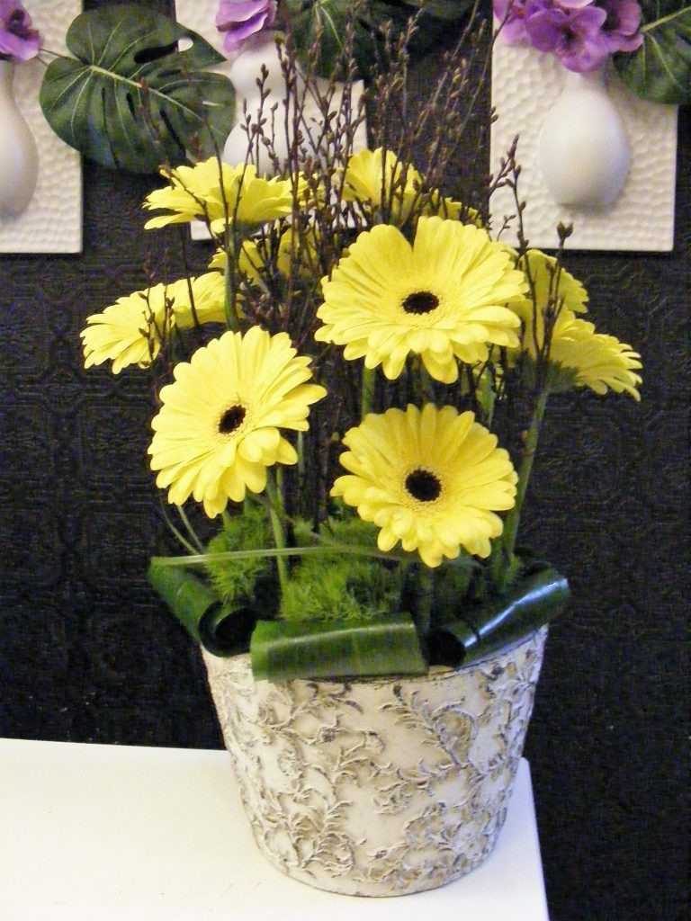 Gerbera daisies flower