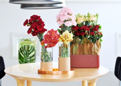 The Carnation’s Origin