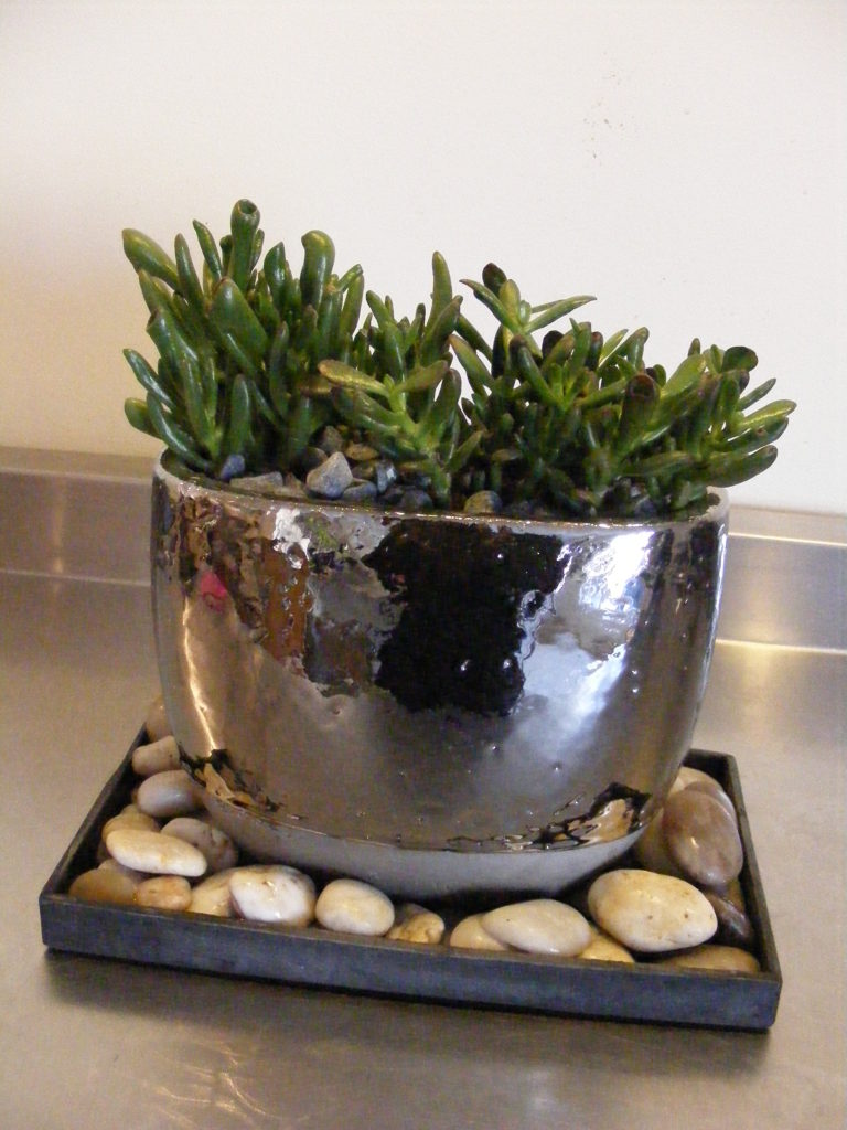Jade plant arrangement