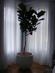 Ficus Lyrata is a beautiful indoor plant