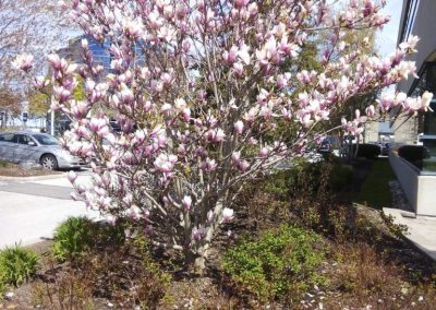 Spring Flowering Branches