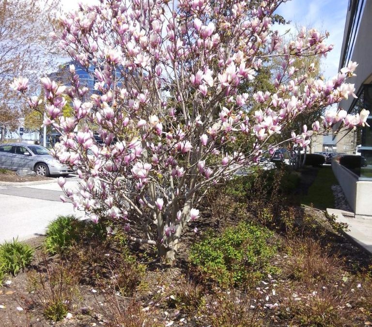 Spring Flowering Branches