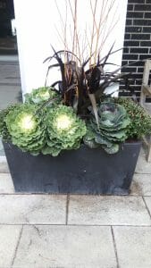 Ornamental kale flowers and plants
